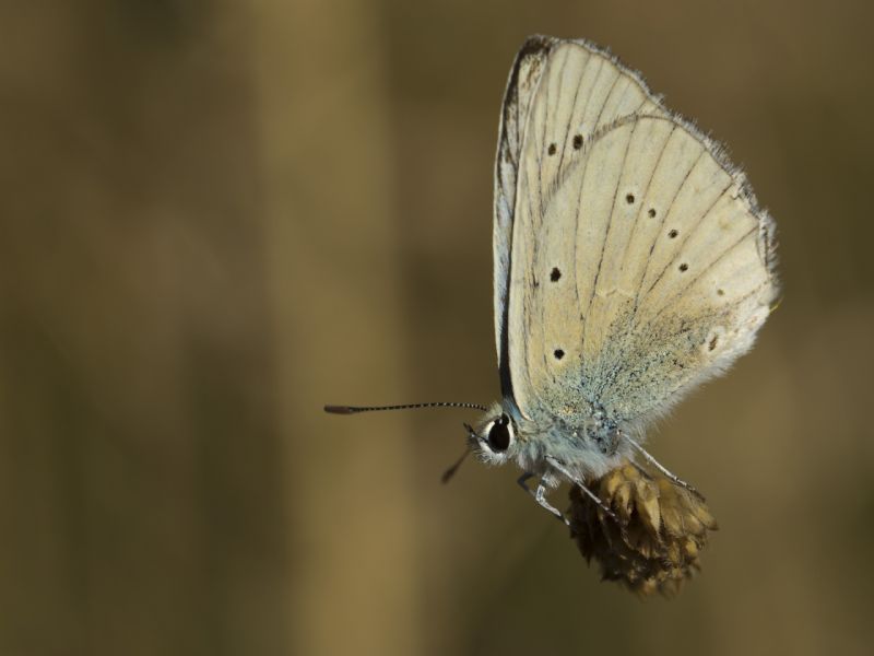 Polyommatus virgilius?  S� !
